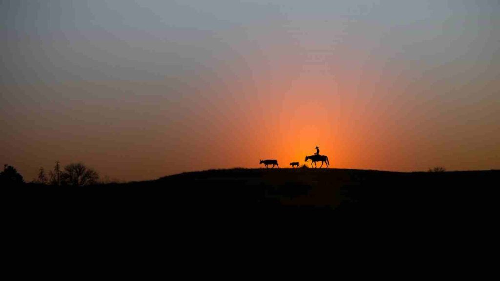 Silhouette of cowboy riding horse with cattle against the sunset