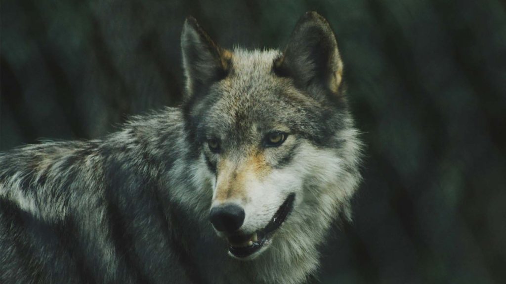 A photo of a wolf taken behind a fence.