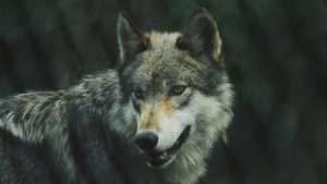 A photo of a wolf taken behind a fence.