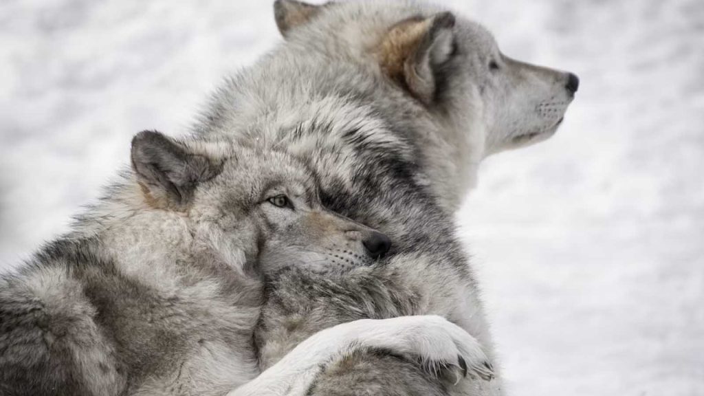 Two wolves hugging during the winter in the snow.